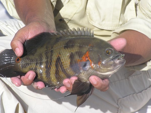 Oscar Cichlid Size