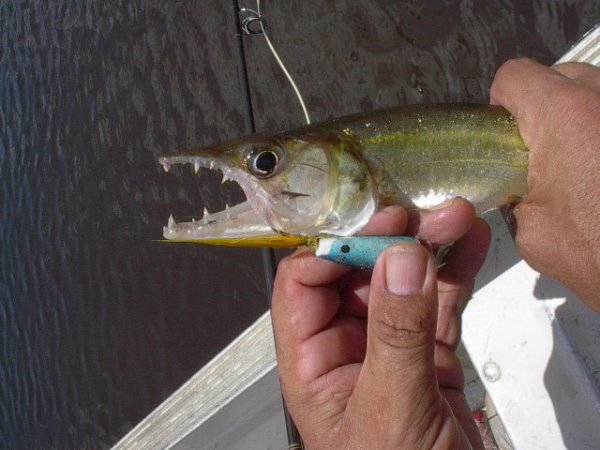 Freshwater Barracuda