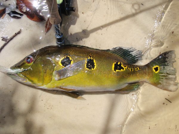 Cichla Piquiti