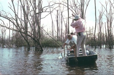 pêche du baby tarpon dans la mangrove
