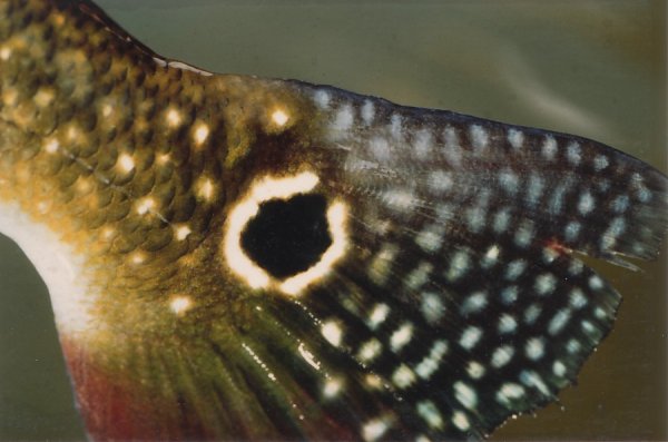 nageoire caudale de peacock